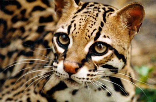 Reaparece-un-ocelote-el-felino-que-se-creia-extinto-hace-diez-anos-en-Argentina