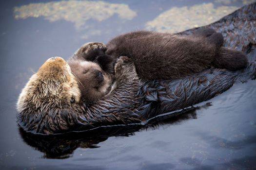 cria-nutria-durmiendo-barriga-madre-monterey-bay-4
