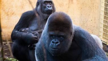 Un bebé gorila, la última incorporación a la familia de Cabárceno