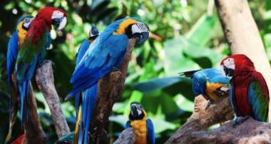 loro-parque-plastico