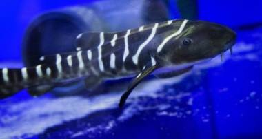 primer-tiburon-cebra-nacido-espana