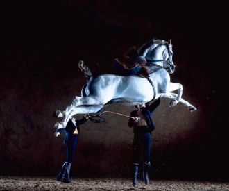 Cómo bailan los caballos andaluces