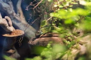 Bioparc Acuario de Gijón 16