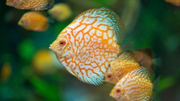 Acuario Poema del Mar 7