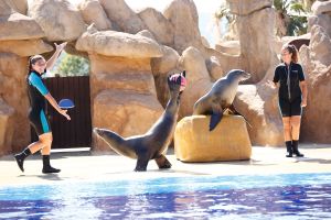 Marineland Catalunya 1