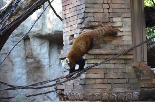 Bioparc Fuengirola 14