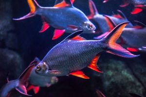 Acuario de Zaragoza 7