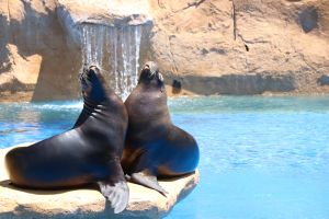 Selwo Marina Benalmádena 15