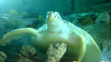 Sea Life Benalmadena 2