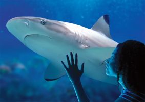 Sea Life Benalmadena 10