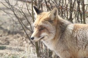 La Maleza Parque de Fauna 1