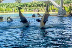 Loro Parque 7