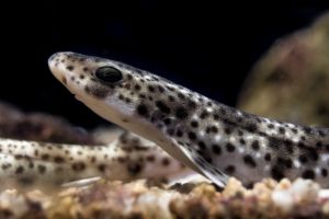 L'Aquarium de Barcelona 4