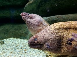 Acuario de Sevilla 17