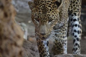 Bioparc Fuengirola 15
