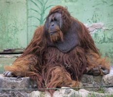 Zoo de Santillana del Mar 1