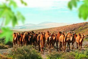 Oasis Wildlife Fuerteventura 7