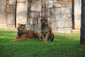 Bioparc Fuengirola 17