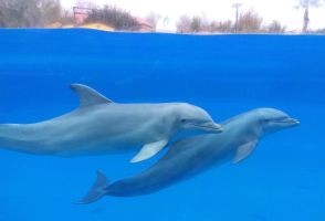 Selwo Marina Benalmádena 10