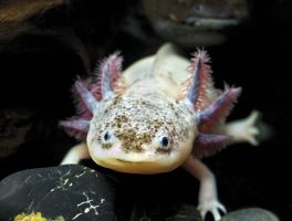 L'Aquarium de Barcelona 6