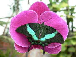 Mariposario de Benalmádena 8