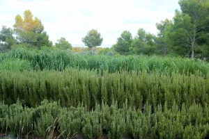 Jardín Botánico - Ecoherbes Park 3