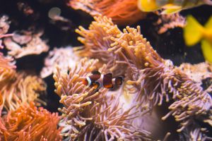 Bioparc Acuario de Gijón 18