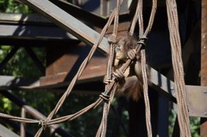 Bioparc Fuengirola 10