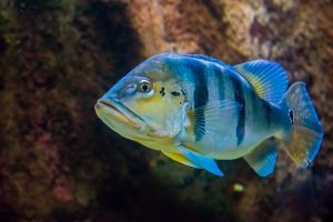 Acuario de Zaragoza 20