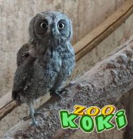 Zoo Koki 9