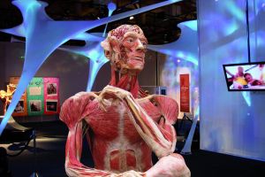 Body Worlds 3
