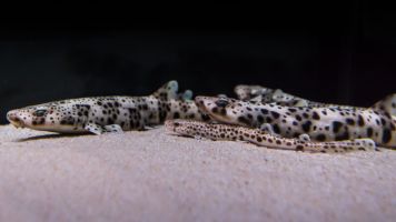 Aquarium Costa de Almería en Roquetas de Mar 4