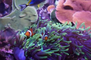 Acuario de Sevilla 13