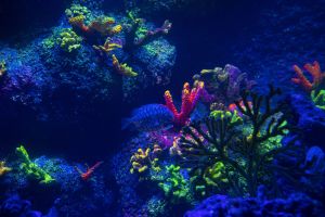 Sea Life Benalmadena 13