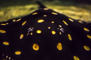 Acuario de Zaragoza 8