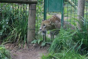 Zoo de Santillana del Mar 4