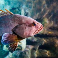 Aquarium Costa de Almería en Roquetas de Mar 19