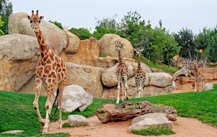 Bioparc Valencia 8