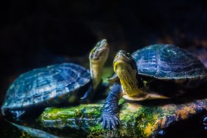 Acuario de Zaragoza 3