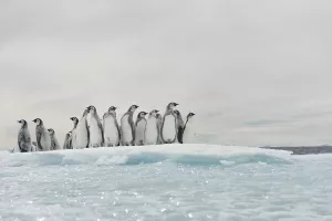 Antarctica Experience 3