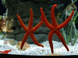 Acuario de Sevilla 26