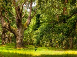 Jardín Botánico Atlántico 8