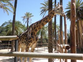 Zoobotánico Jeréz 4