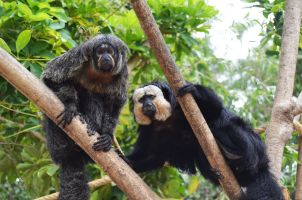 Selwo Marina Benalmádena 14