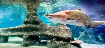 Aquarium Costa de Almería en Roquetas de Mar 15