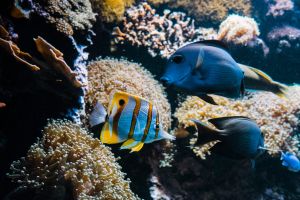 Bioparc Acuario de Gijón 14