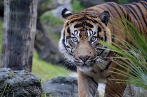 Bioparc Fuengirola 11