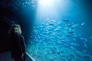 Acuario Poema del Mar 6