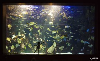 Aquarium Donostia-San Sebastián 9