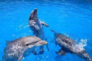 Selwo Marina Benalmádena 20